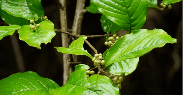 Ayurvedic herb Vidanga - a powerful remedy against intestinal parasites