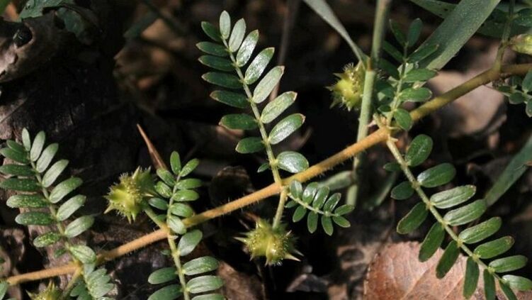 Tribulus helps to effectively remove parasites from the body