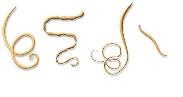 types of parasites in the body
