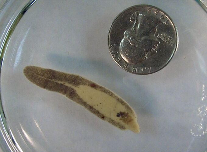 The size of the fluke compared to the coin