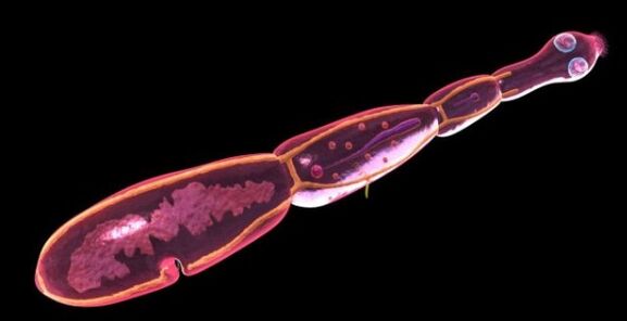 Exinococcus